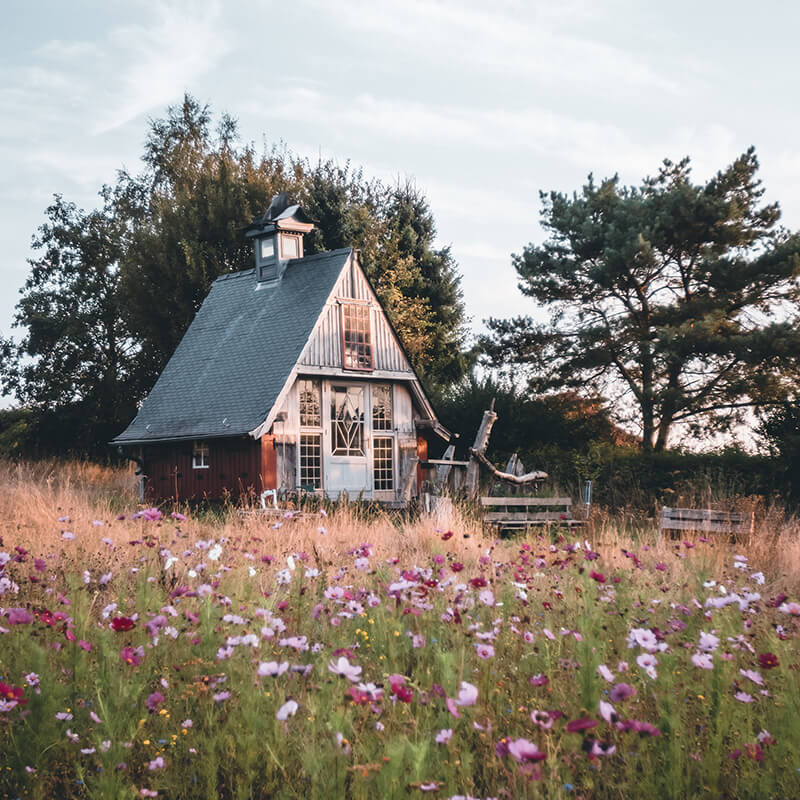 Cottage in a field of flowers.